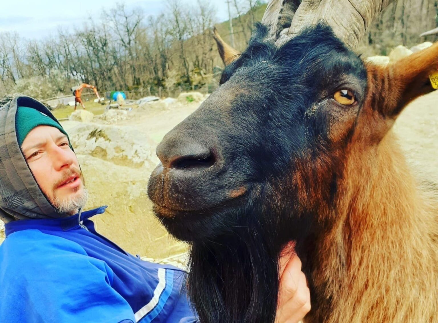The cheeses of Mezzavia: free-range goats on Monte Amiata