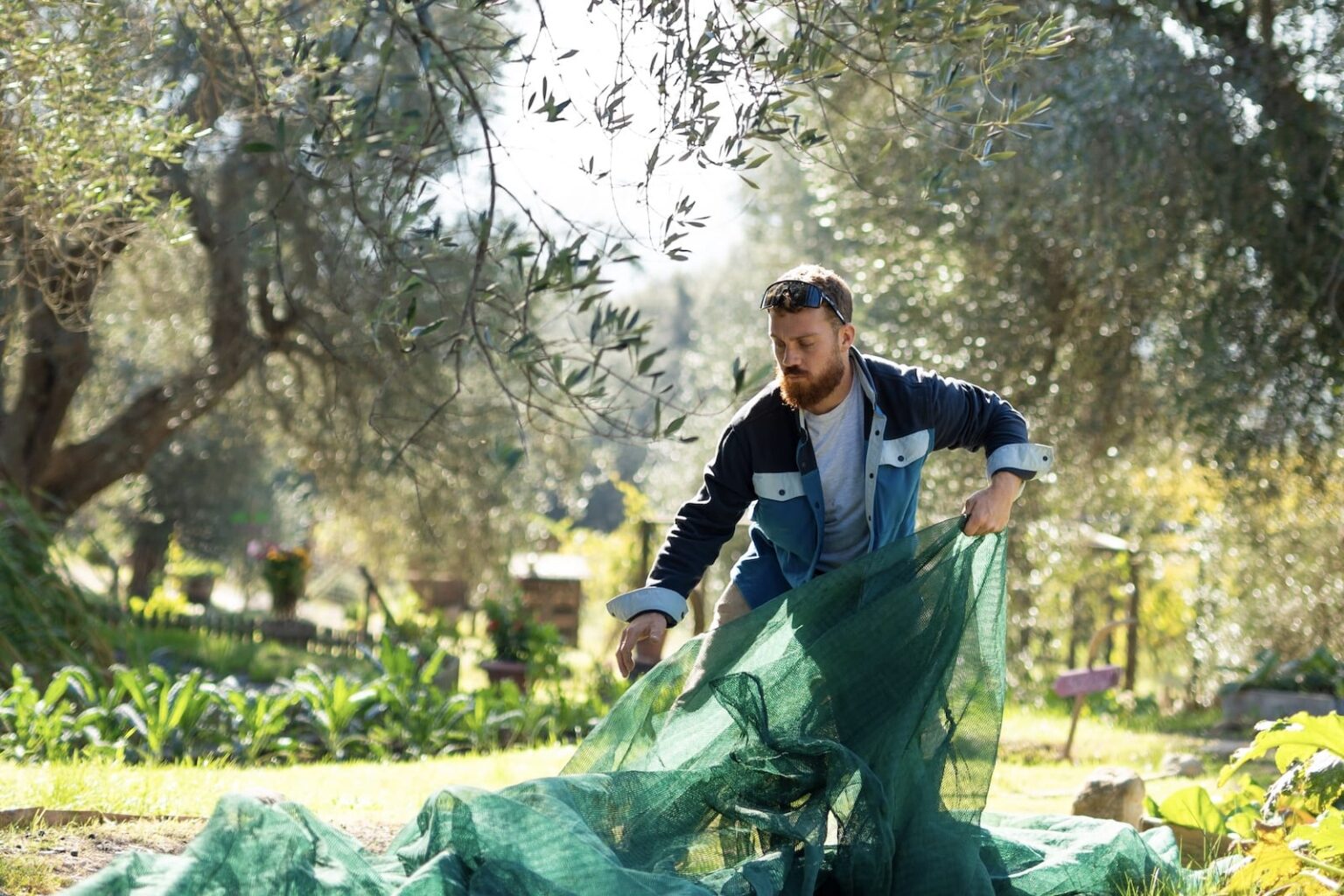 Olive Trees and the Etruscans: ancient roots in the land of Tuscany