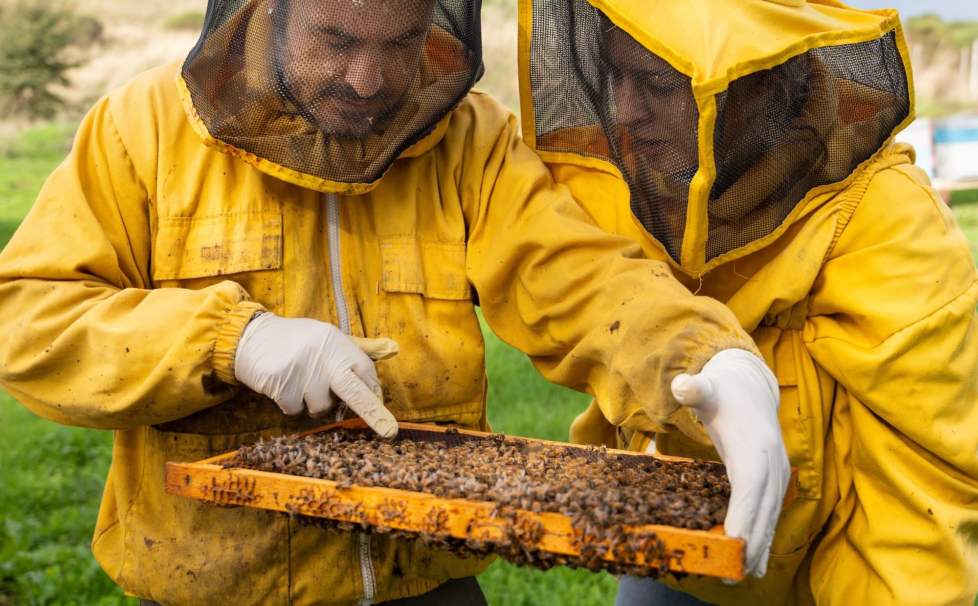 The bees and honey of Serendipity