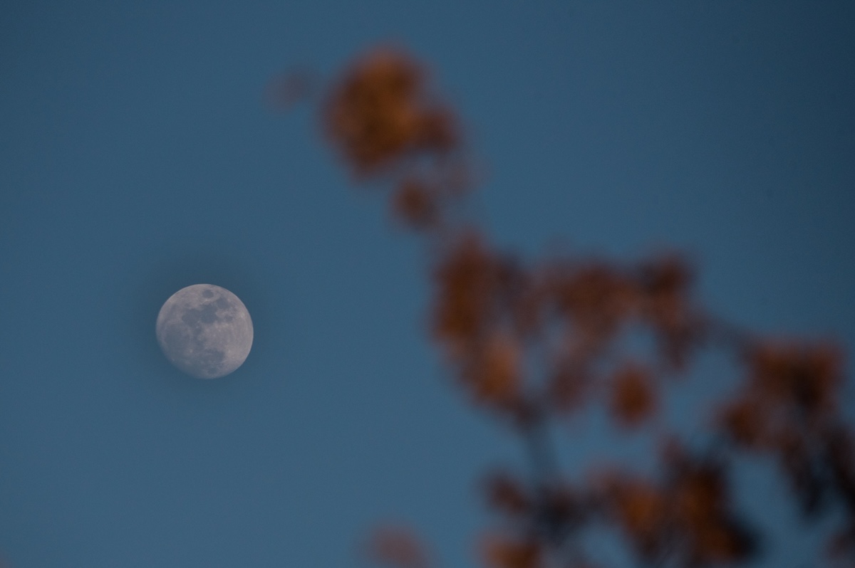Gardening by the Moon: A Beginner's Guide to the Lunar Calendar